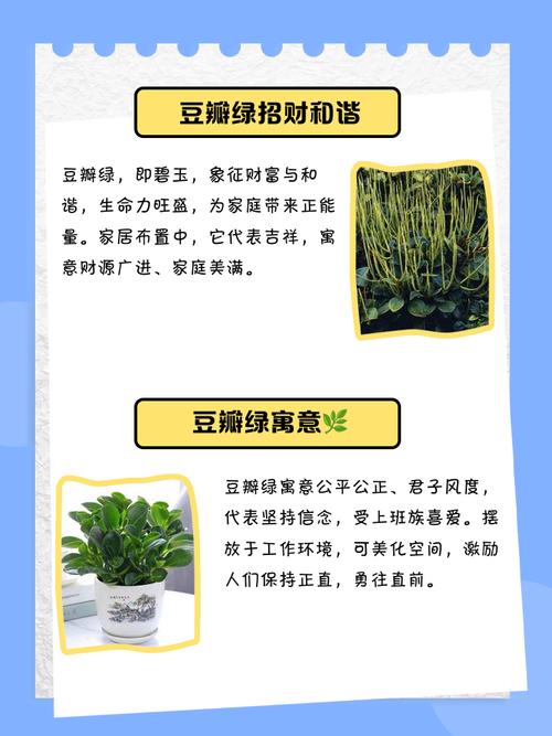 豆瓣绿摆放的风水寓意是什么？