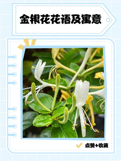 金银花在院子里种植，其镇宅辟邪的寓意是否吉利？