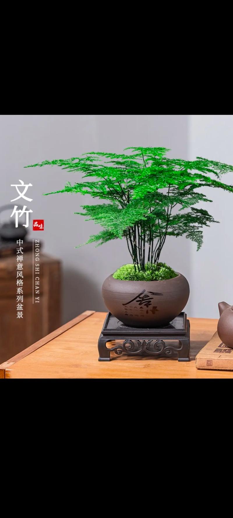 文竹在风水上具有聚财寓意吗？它是不是招财的植物呢？