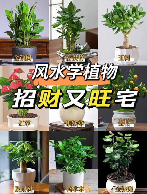 卧室摆放哪种植物既能旺财又有利于健康？