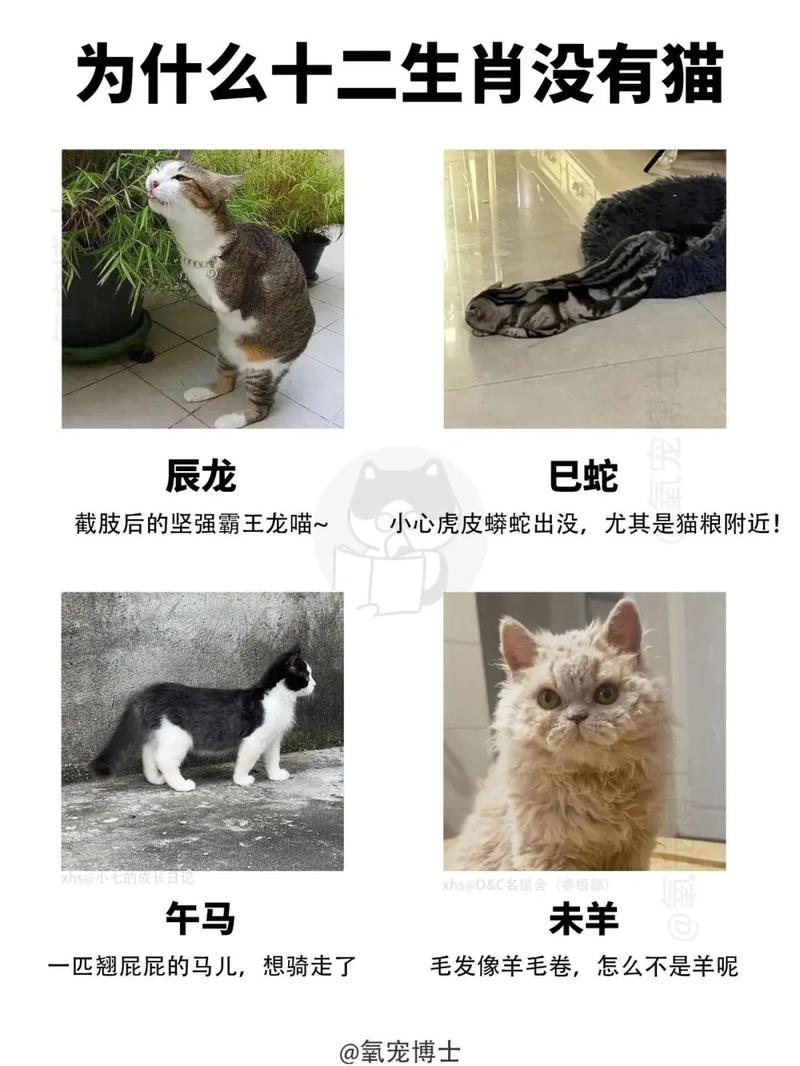 天崩地裂的生肖猫究竟是什么生肖？