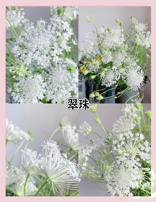 女人梦见一朵白色的花预示着什么含义？