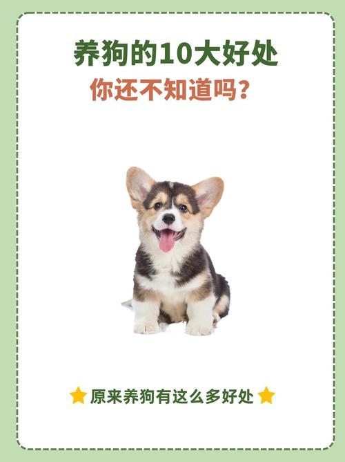 养狗对家庭风水有益吗？白狗和黑狗哪个更具有辟邪作用？