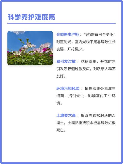 家里种芍药对风水有影响吗？为什么有些人不建议种植？