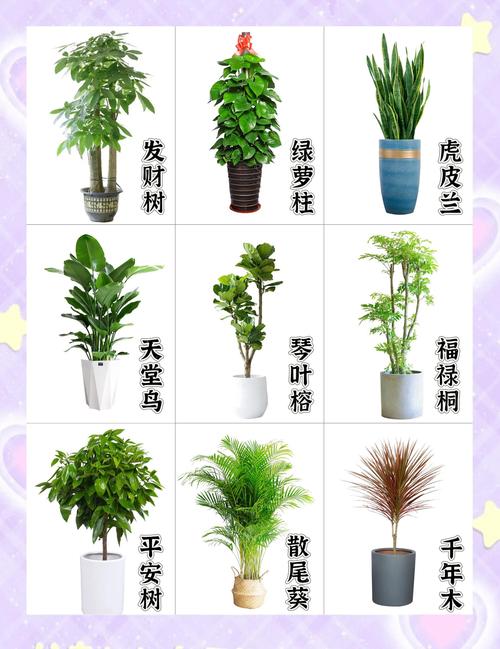羊年客厅适合摆放哪些风水植物？