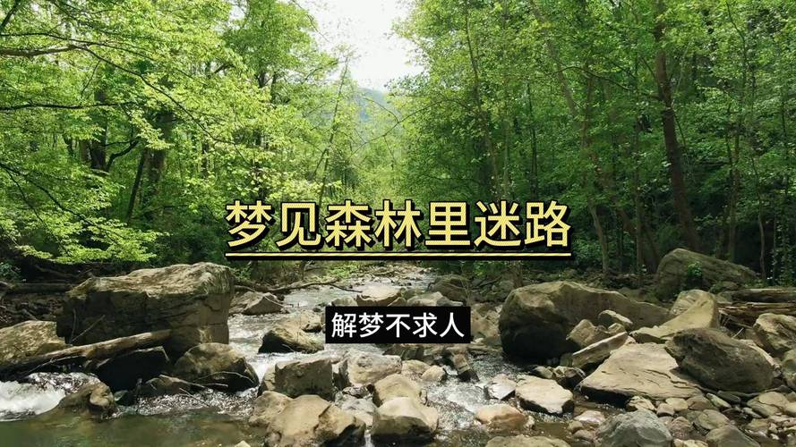 梦见自己在森林里漫步，这究竟预示着什么含义呢？
