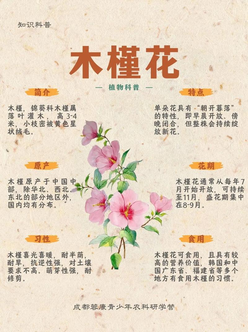 如何通过风水布局让木槿花保持健康生长状态？