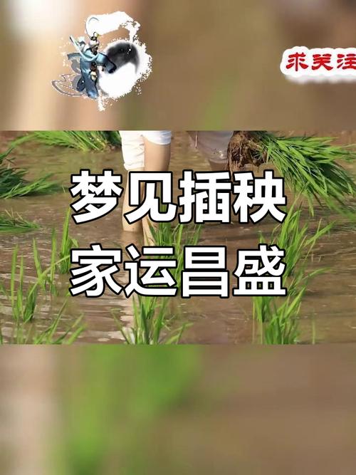 梦见栽秧子水彳艮深是什么预兆？