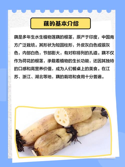 梦见莲藕预示着什么吉凶，有什么特殊含义？