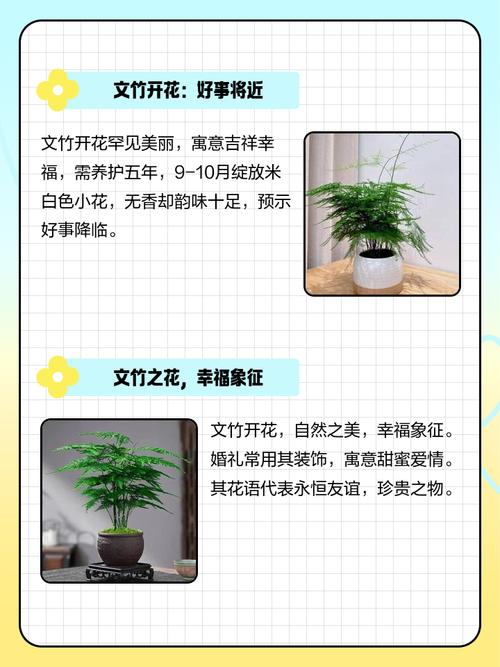 文竹开花对风水有好处吗？文竹在风水上有哪些作用？