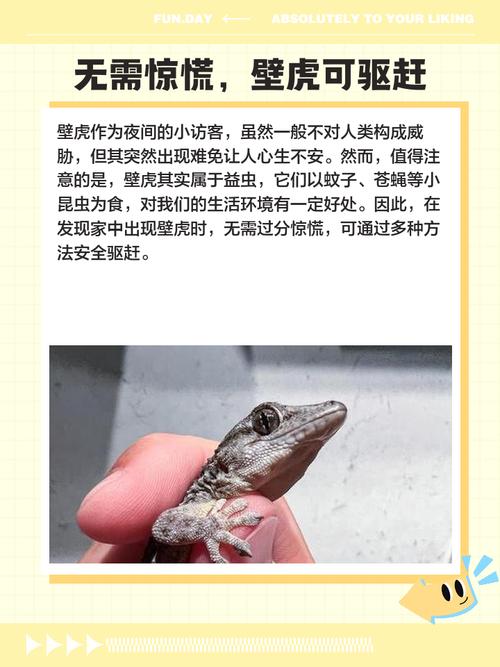 家里进壁虎的风水寓意是什么壁虎入宅有哪些吉祥含义？