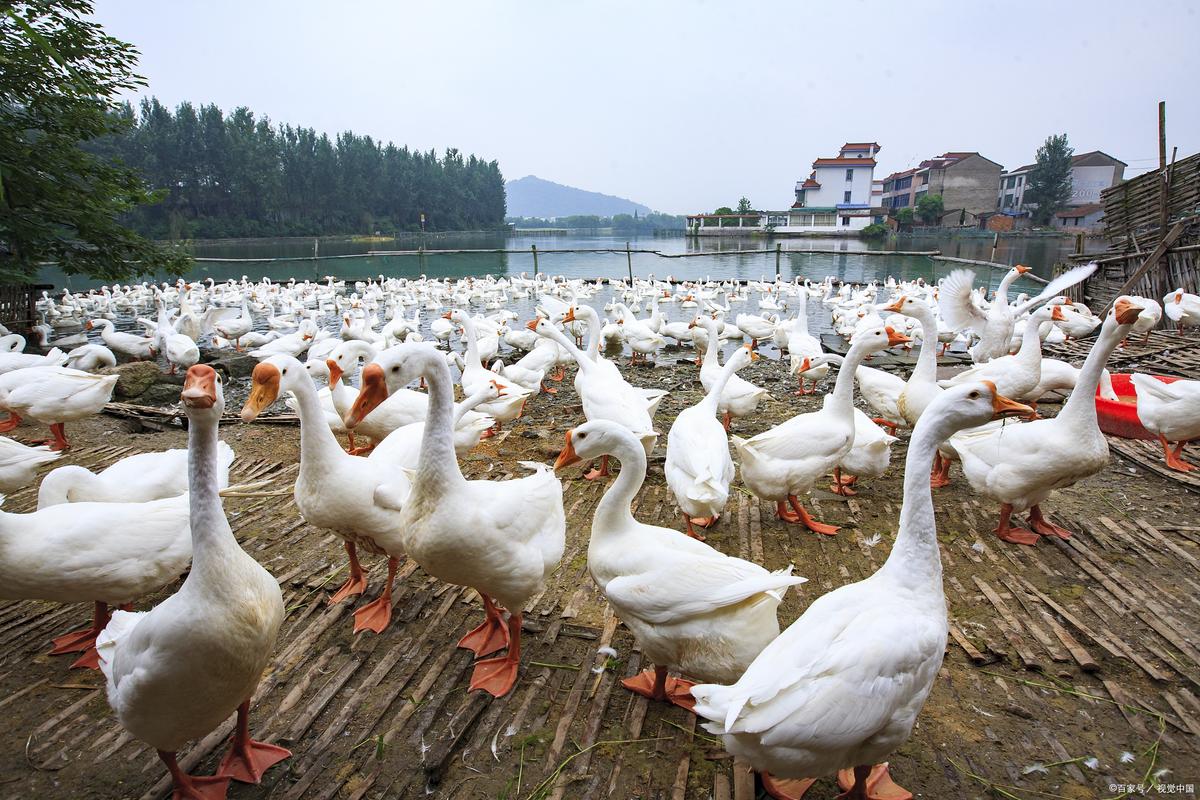 养鹅风水有哪些忌讳，最忌讳的是什么？