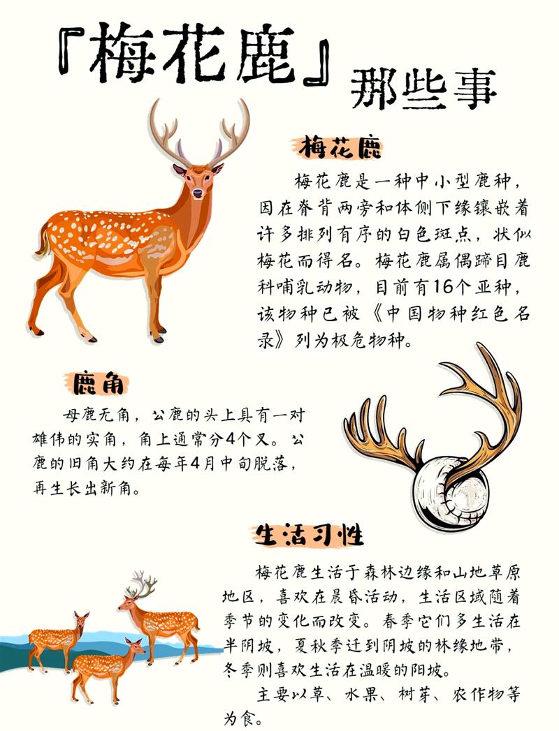 梦见梅花鹿攻击我，这预示着什么？梅花鹿咬我是什么征兆？