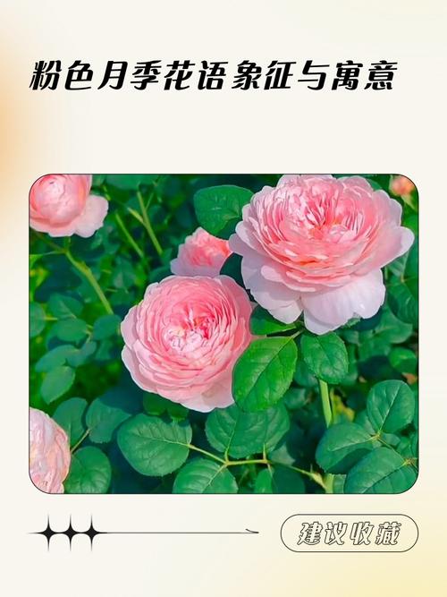 月季花不同颜色分别象征什么深层寓意和象征意义？
