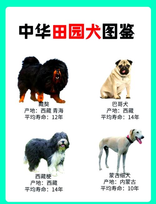 农村土狗起名时有没有霸气十足的名字大全推荐呢？