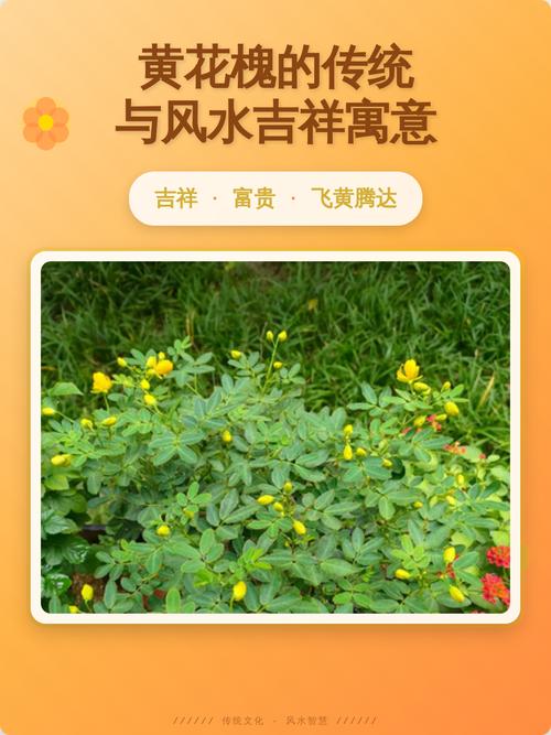 风水上槐树是镇宅还是招鬼，其寓意究竟偏向哪一方？