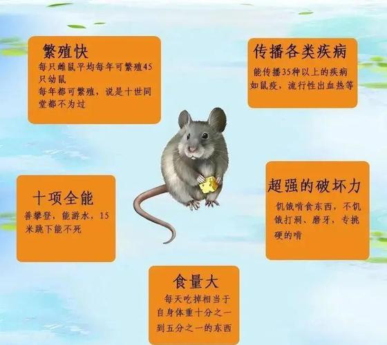 如何找到最有效的化解方法来避免鼠羊相害的冲突？