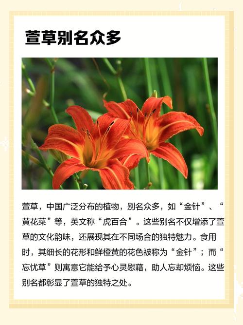 这四个字植物名字叫什么？好听的植物名称有哪些？