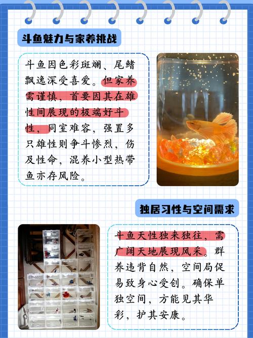 为什么说在家里不适合养斗鱼，这背后有什么原因呢？