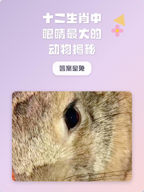 眼睛大的动物对应哪个生肖？