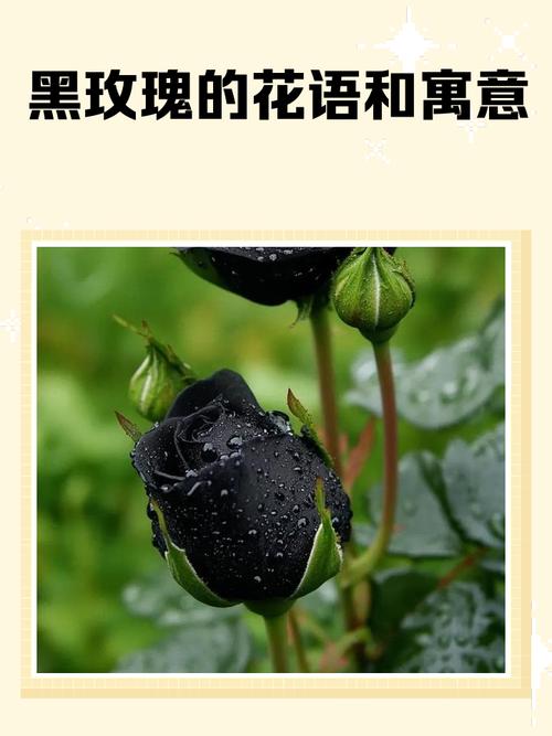 黑玫瑰的花语是死亡吗？还有哪些花的花语与死亡相关？