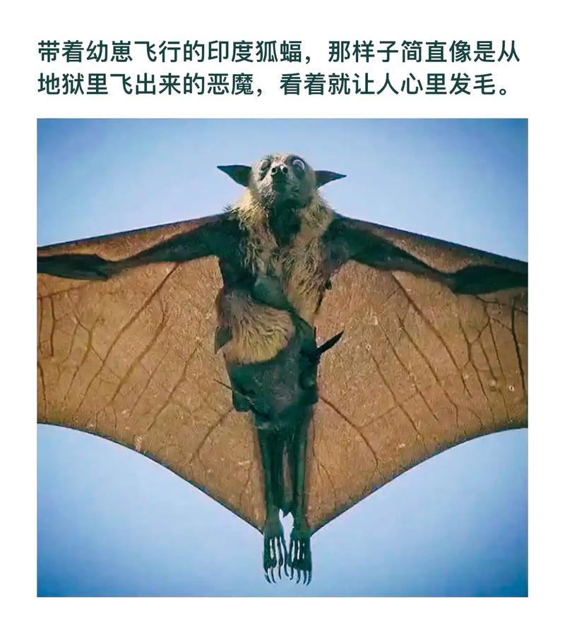 眼高手低的现象，究竟属于哪种动物的行为特征？