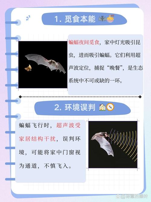 家里飞进蝙蝠是吉是凶，预示着什么好运气或不幸事？
