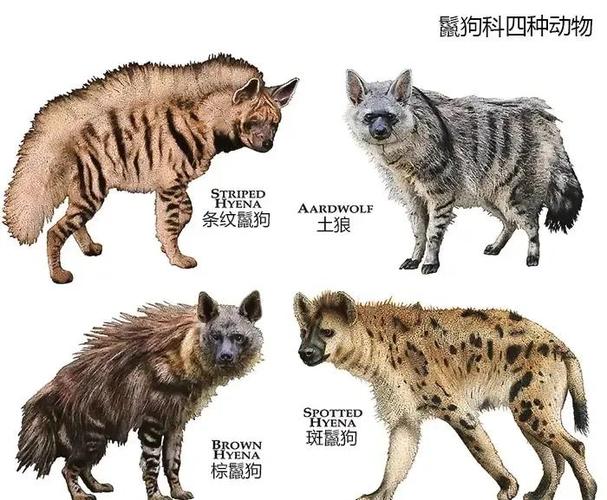 哪个性生肖动物以霸道横行为其特征？