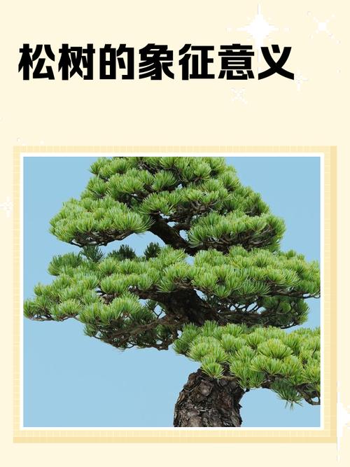 松树象征坚韧不拔的寓意和象征意义具体是什么？