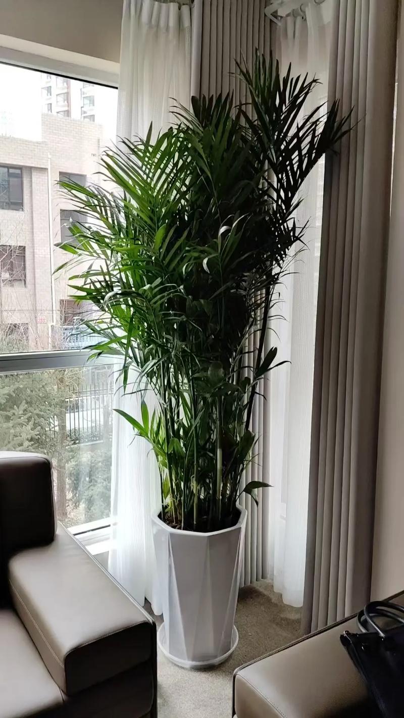 办公室摆放哪些既好养又符合风水学的植物呢？