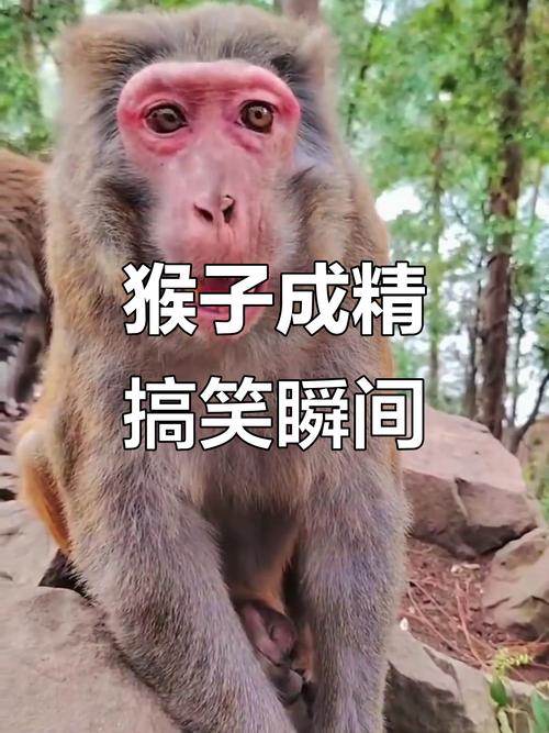 梦见猴子模仿人动作究竟预示着什么含义？