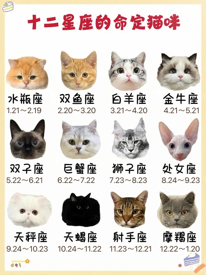 十二星座的专属宠物猫是什么每个星座都有自己独特的猫咪伙伴吗？