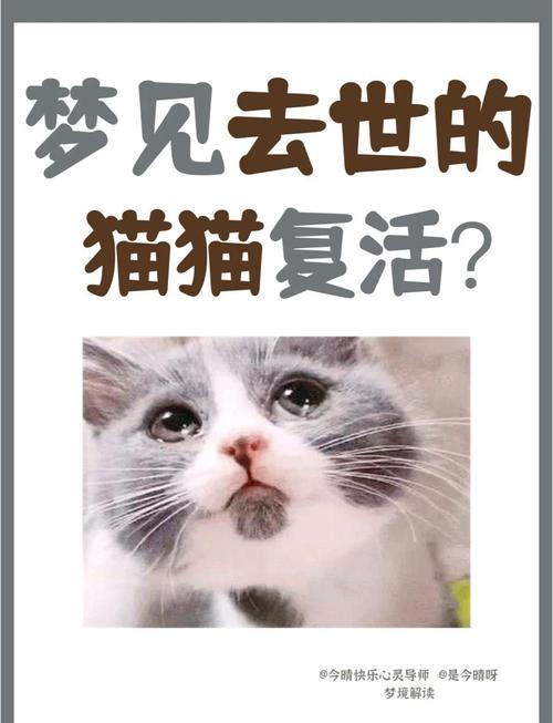 梦见残忍杀死猫后又让它复活，这预示着什么？