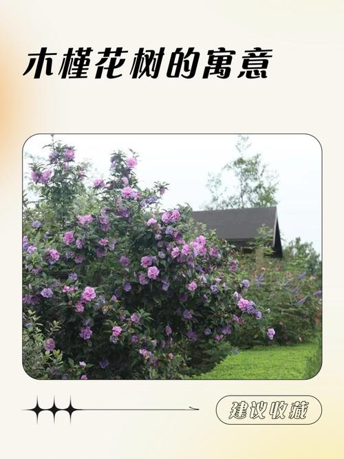 梦见树上开满鲜花预示着什么吉凶？