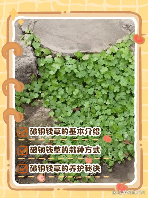 梦见在地里拔草财运如何，这预示着什么好运或挑战？