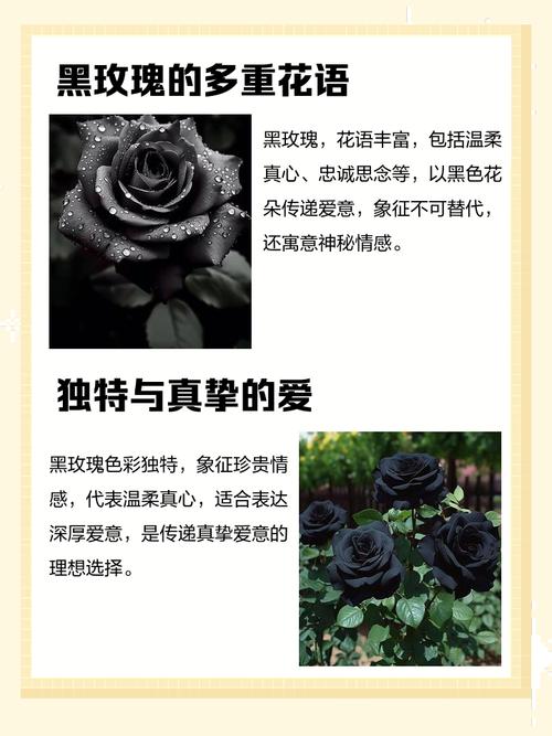黑玫瑰的花语是死亡吗？还有哪些花的花语与死亡相关？