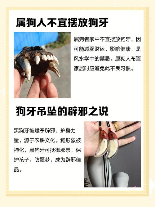 属虎佩戴狗牙有何禁忌，哪些生肖不宜搭配狗牙饰品？