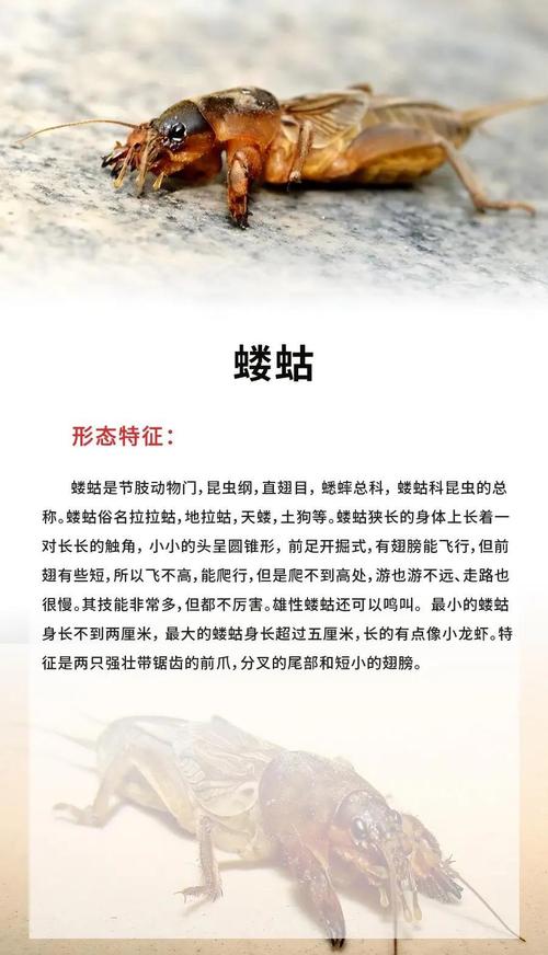 任劳任怨的动物是哪种？请告诉我这个勤劳不懈的动物的名字。