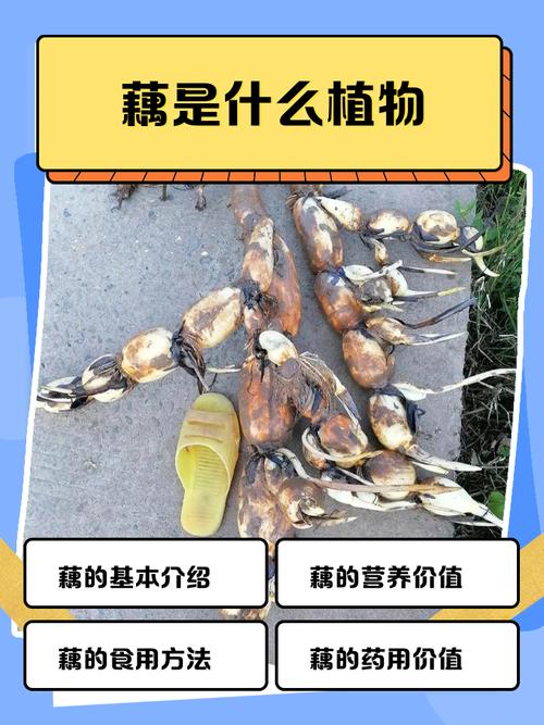 梦见莲藕预示着什么吉凶，有什么特殊含义？
