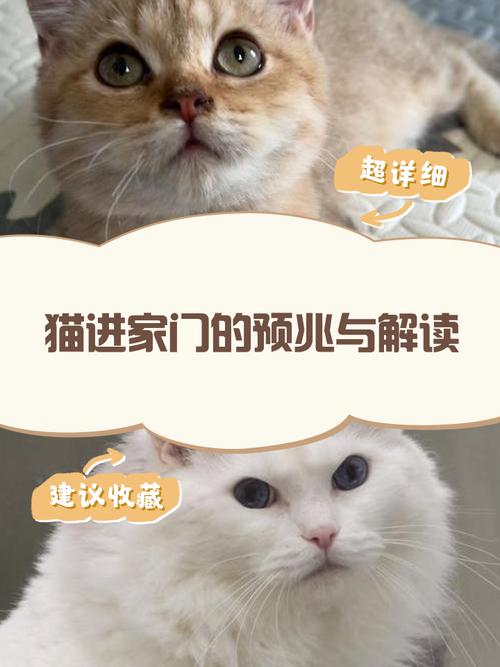 晚上陌生猫进家门，这是预示着好运降临还是不祥之兆呢？
