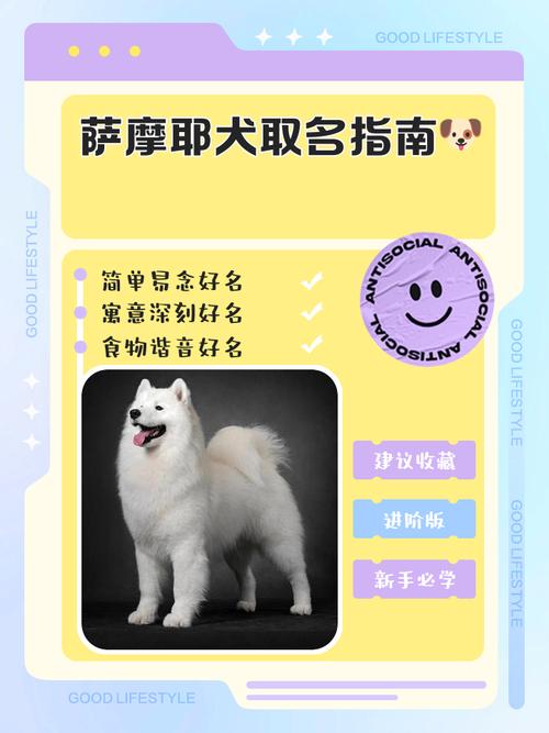 萨摩耶取什么名字既好听又顺口，有没有什么特别可爱的建议呢？