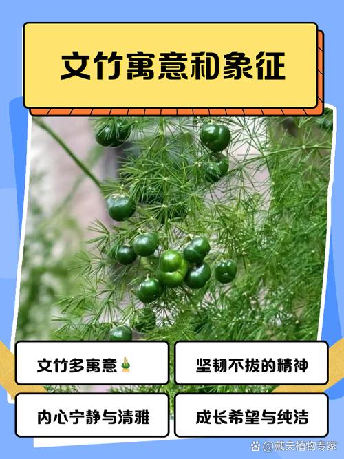 文竹的寓意和风水作用具体有哪些表现？