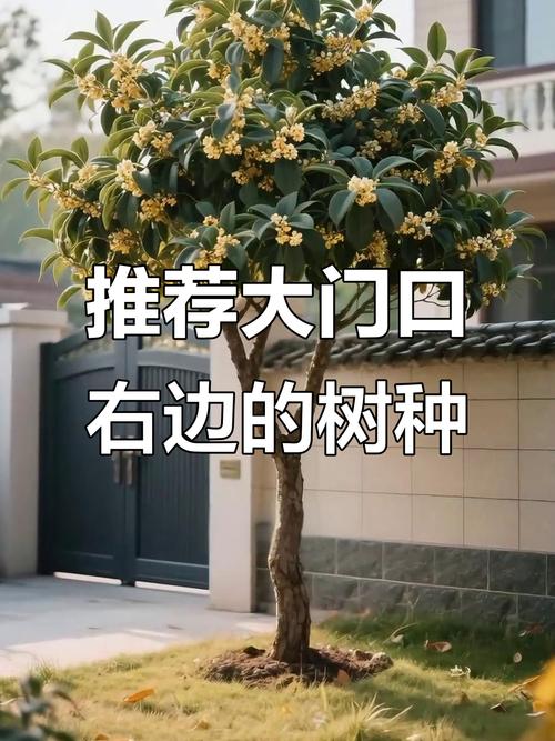 大门右边种椿树合适吗？大门两侧种植树木有哪些讲究？