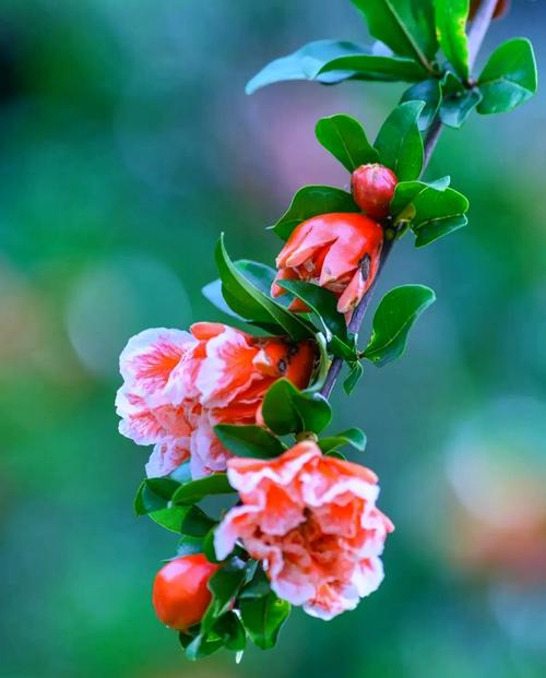 农历五月盛开的花有哪些？最具有代表性的花是哪些？