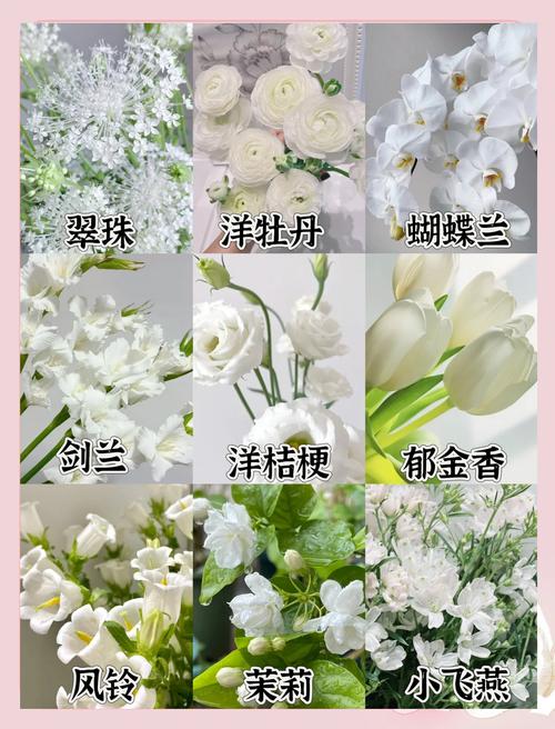 女人梦见一朵白色的花预示着什么含义？