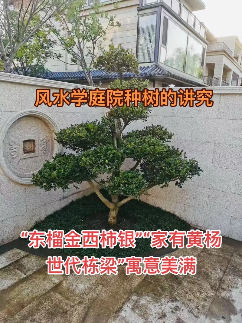 庭院里种树的风水讲究有哪些？