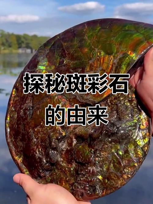 斑彩螺的形成过程是如何一步步演变成为斑彩石的？