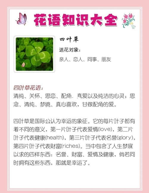 四叶草的花语和爱情寓意究竟有何特别之处？