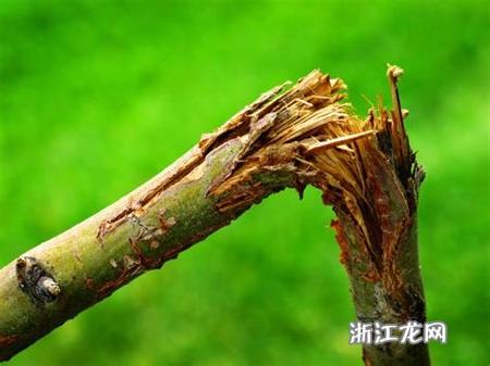 梦见自己亲手折断树枝，这究竟预示着什么含义呢？