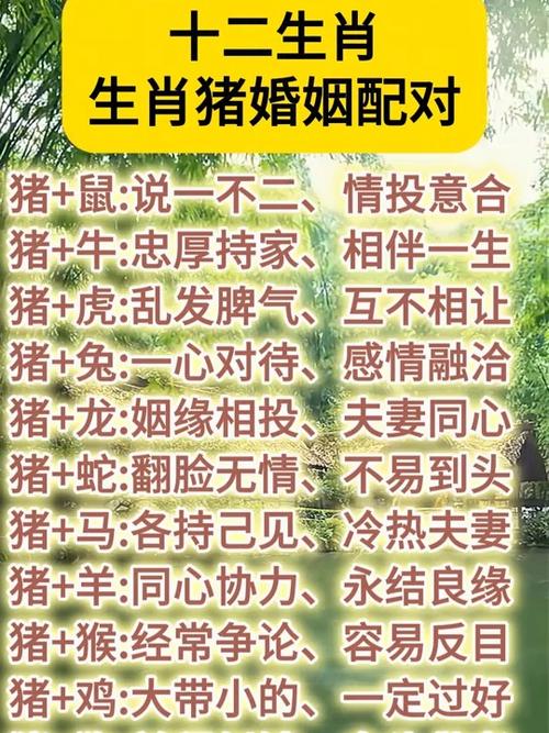 属猪的人配对哪个生肖蕞为理想？